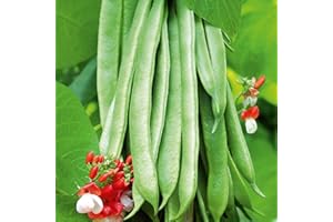 SUTTONS SEEDS Suttons Bean (Runner) Seeds - Stringless - Super Tri Mix, Vegetable Seed, Approx. 40 Seeds per Pack, Grow Your own, Ideal for Beds and Borders