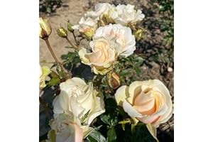 THE GARDEN ROSE COMPANY ‘Denise’ Creamy White Patio Rose - 4L Potted – Lovely Gift Idea