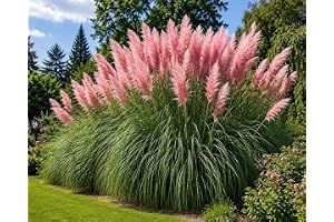 SaatPilot | Cortaderia selloana pink | 1 000 frön | rosa pampasgräs