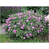 10 x Geranium sanguineum 'Max Frei' (Storchschnabel)
