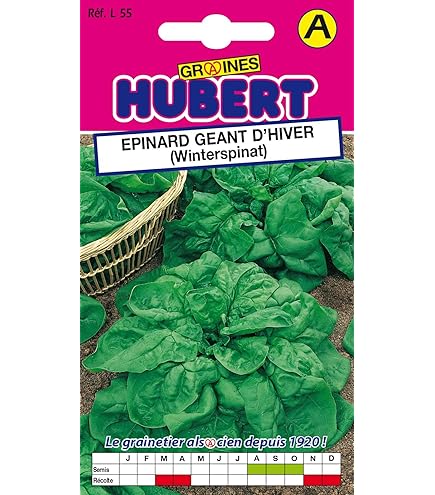 Epinard Géant D'Hiver Le Sachet De 1000 Graines Environ (15g