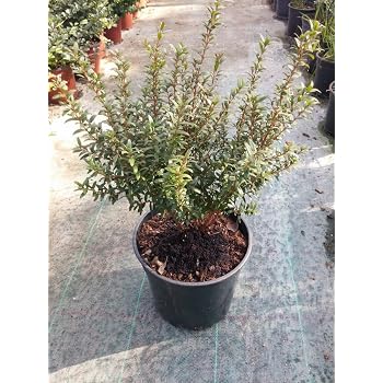 Pianta Di Mirto Sardo (Myrtus Communis) In Vaso 24 Cm – 4 Anni Di Età, Chioma 60-80 Cm, Tipica Macchia Mediterranea