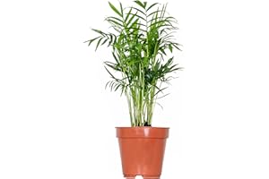 BLOOMIQUE Chamaedorea Elegans - Palmera de Salón - Plantas Naturales Interior - Purificador de Aire - ⌀12 cm - 35-45 cm