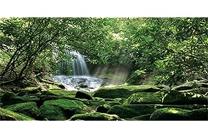 MIRRORANG 61x41cm Forest Terrarium Background Tropical Rainforest Reptile Habitat Background Stone Sunny Waterfall Aquarium Background Vinyl
