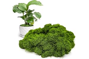 CHAOTEMAI Muschio Finto per Decorazioni Muschio Stabilizzato Finto Lichene Stabilizzato Muschio Presepio Sintetico Quadro Lichene Decorazioni Parete Terrario Casa (Verde chiaro 200g)