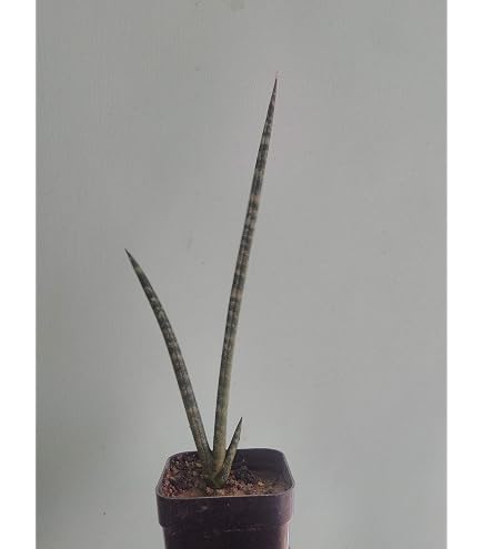 Fenivi Sansevieria Hybrid Crocodile Rock Healthy Living Plant In Black 4  Inch Pot (Count 1) : Amazon.in: Garden & Outdoors