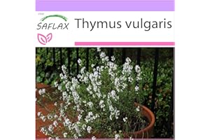 SAFLAX - Thym commun - 200 graines - Thymus vulgaris