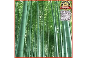 SVI 200 graines de frais Moso bambou Graines Phyllostachys pubescens géant Bamboo - HARDY