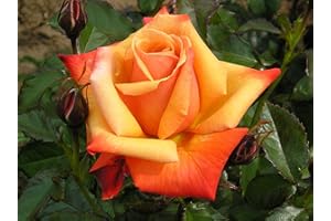GORGEOUS GARDEN ROSES Remember ME - Bareroot Hybrid Tea Garden Rose Bush - Fragrant, Large Orange Toned Beautiful Blooms - Memorial Gift