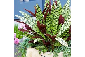 GARDENERSDREAM Calathea Lancifolia Plante d'Intérieur en Pot pour la Maison ou le Bureau