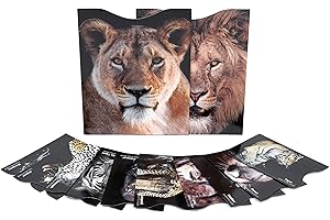 MATANA 12 Protecteurs de Carte & Passeport RFID/NFC - Pochettes de Protection de Carte sans Contact - Carte Bleue, Cartes de Crédit, Cartes Bancaires