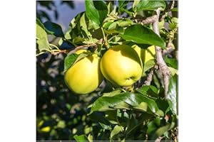Golden Delicious Apple Tree 4-5ft,6L Pot, Self-Fertile,Very Sweet Flavour 3fatpigs®
