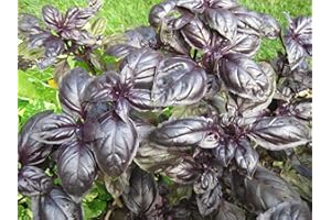 TU PROPIO JARDÍN 200 Semillas Albahaca Morada (Ocimum Basilicum - Dark Opal)