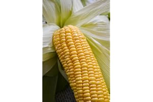 ROOT SOURCE Sweet Corn Plug Plants Grow Your Own Vegetables 'Ready to Plant Now' Young Vegetable Plants Seedlings (12)