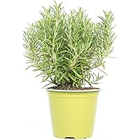 mgc24 Rosmarin, echte frische Kräuter Pflanzen im 14cm Topf, Rosmarinus officinalis, Höhe ca. 20cm