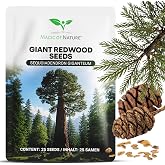 Magic of Nature: Giant Sequoia Seeds 25 pcs - Redwood | Sequoiadendron giganteum - Large Garden &amp; Landscaping Tree