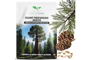 Magic of Nature: Jättemammutträd Frön (25 St) Sequoiadendron giganteum