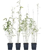 Gardeners Dream Fargesia Rufa - Winterharte Bambus Pflanze - Horstbildend &  Pflegeleicht - Bambus Sichtschutz Garten Pflanzen - Ideal als  Kbelpflanzen, Terrassen Pflanzen, Heckenpflanzen : Amazon.de: Garten