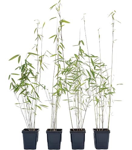 Bambus Fargesia rufa winterhart, immergrn und schnell-wachsend, 30/40 cm  hoch, im Topf (1) : Amazon.de: Garten