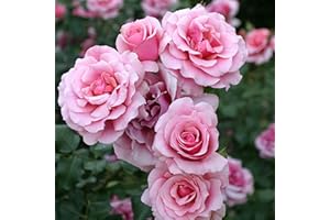 BLUE MAGIC DESIGN 1 Pink Bush Rose Bare Rooted Plant, 30-40cm Tall Fragrant Shurb, Trellises Outdoor Landscape Aroma Flowers Archway Garden Fences Pergola