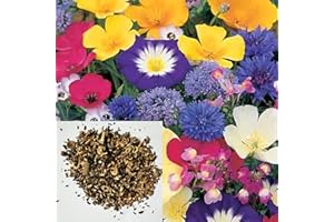 DAMAVAND PRO Dwarf Wild Flower Seeds Mix UK to Attract Butterfly Mix -Annual Flowers Garden School Gift Bag - Pure 500 Seeds