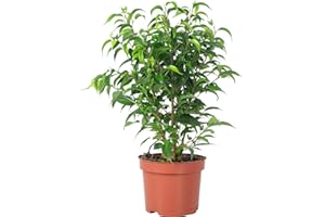 FLOWERBOX Higo de abedul 'Natasja' ramificado – Planta de interior fácil de limpiar, Ficus benjamini – Altura aprox. 30 cm, diámetro de maceta 12 cm