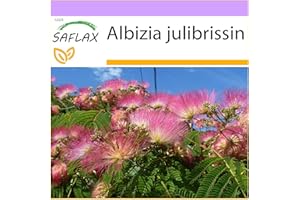 SAFLAX - Albizia - 50 graines - Albizia julibrissin