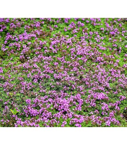 Sand-Thymian Thymus serpyllum Samen