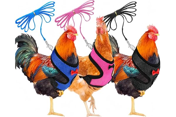 Lot de 3 harnais de poulet avec laisse, réglables et respirants, pour canard, oie, poule, pour l'entraînement de course, taille M