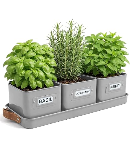 PLANT IN A BOX - Plante d'ananas Mi Amigo- plante d'intérieur - pot ⌀12 PLANT IN A BOX - Plante d'ananas Mi Amigo- plante d'intérieur - pot ⌀12