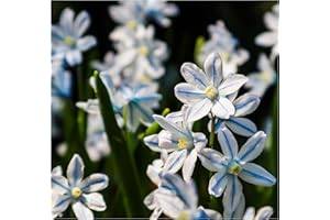 OLIWIER'S BULBS 20 x Puschkinia Libanotica Russian Snowdrops Early Spring Flowering Bulbs Blue Garden Perennial Plant