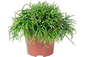 FLOWERBOX Korallenkaktus 'Smit Coral Breeze' - pflegeleichte Zimmerpflanze, Rhipsalis cassutha - Höhe ca. 15 cm, Topf-Ø 10,5 cm