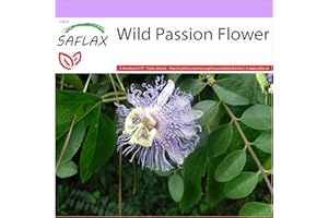 SAFLAX - Wild Passion Flower - 5 seeds - Passiflora incarnata