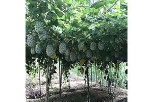 Saterkali Semillas de melón Honred, 20 piezas/bolsa Semillas de melón Honred Semillas de melón suculentas perennes resistentes a la sequía nutritivas para huerto Semillas de cucumis metuliferus