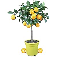 Meine Orangerie Meyer-Zitrone - echte Zitruspflanze - veredelter Zitronenbaum im 6 Liter Topf - Citrus Limon 'meyeri…