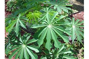 SVI Tapioca árbol Manihot | Rara Tropical | Muy duro 2 Buscar | 50 semillas frescas