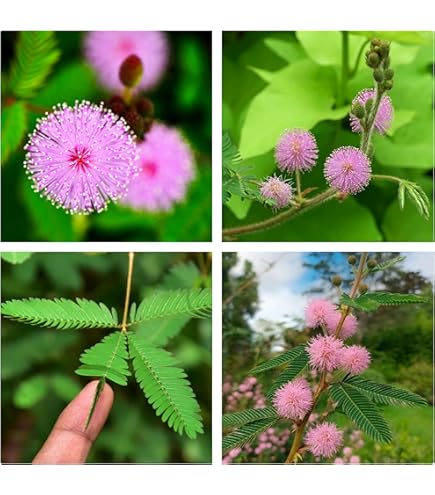 Albizia Tree Leguminosae Immagini E Fotografie Stock Ad Alta - Foto 7
