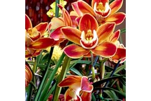 ALASINES Cymbidium Orchidea Bulbi,fragranza floreale, lungo periodo di fioritura, fiore ornamentale, purificazione dell'aria, Resistenza al freddo, perenne-3 Bulbi,D