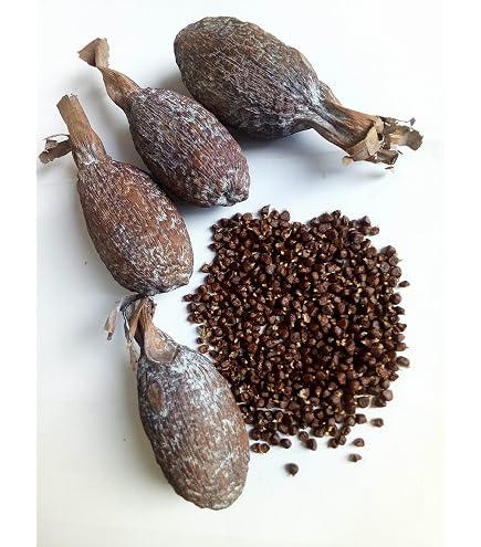 Bitter Kola Nut Garcins Reduced to clear. 500g@£20.00, free postag