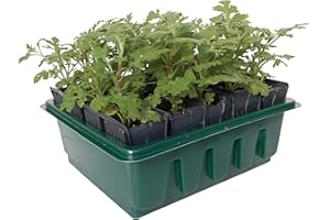 HAXNICKS KOMPAKTE ROOTRAINERS X 1