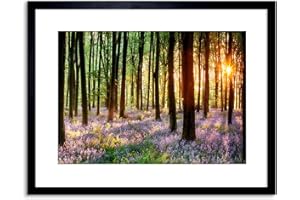 Wee Blue Coo Bluebell Wood Sunrise Trees Photo Framed Wall Art Print