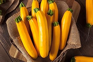 KRAIDO SEEDS Courgette Zucchini Seeds Goldena Yellow Golden Heirloom Cucurbita Pepo 20 Seeds Grow Your Own Vegetable Perfect for Greenhouse or Outdoor Growing
