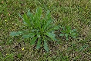 SaatPilot | Lactuca virosa | 100 frön | giftsallat