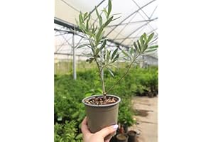 Ulivo olivo "Olea europea Cipressino" pianta in vaso ø12 cm biodegradabile Vivaio di Castelletto