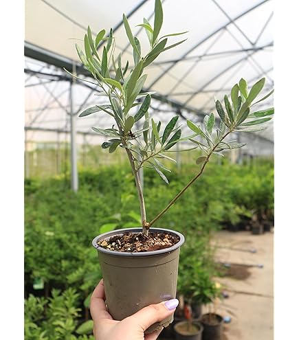 Ulivo Olea Europea In Vaso ø22 Cm - Altezza 70/80 Cm | Vivaio Di Castelletto - Foto 3