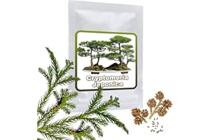 MAGIC OF NATURE Cèdre du Japon 25 graines - Cryptomeria japonica - Cultivable comme arbre ou bonsaï