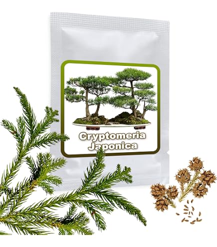 brilliant bonsai grow kit Spruce Bonsai Grow Kit main image 1