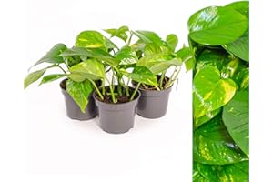 INTER FLOWERS Scindapsus Epipremnum Efeutute in verschiedenen Grössen und Formen - 3 TÖPFE - am Moosstab, hängend als Ampel oder im Topf - Pflegeleichte immergrüne Zimmerpflanzen