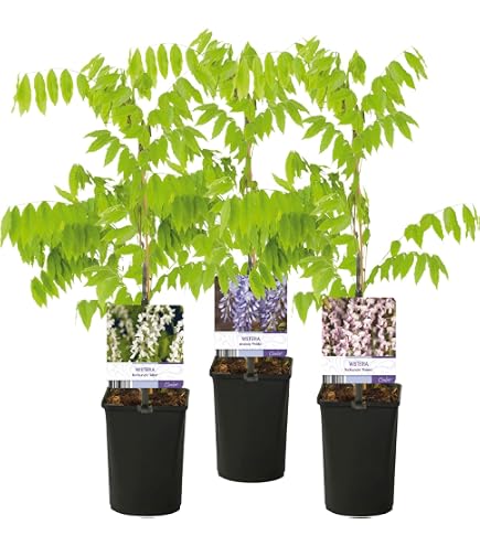 Kletterpflanze - Wilder Wein (Parthenocissus Striatha) - Hhe: 15 cm - von  Botanicly : Amazon.de: Garten