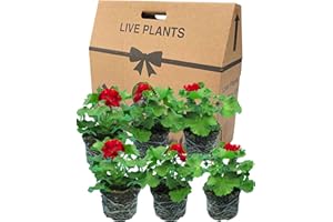 VERDANT LIVING Geranium Plants Live for Planting - 6 Large 1L Pot Size Garden Ready, Well Rooted, Established Pot Bedding. Add Flower Colour to Containers, Baskets, Patio & Beds. Calliope Dark Red